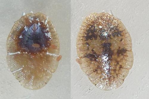 Réf. 225 610 : Coccus hesperidum